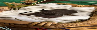 Black collar male 