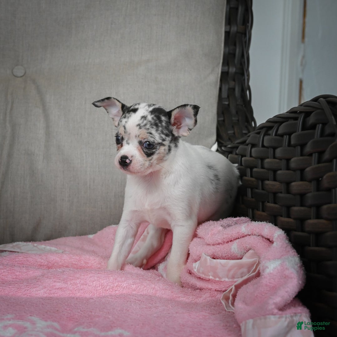 Chihuahua dogs for sale: Bella - Ad 14