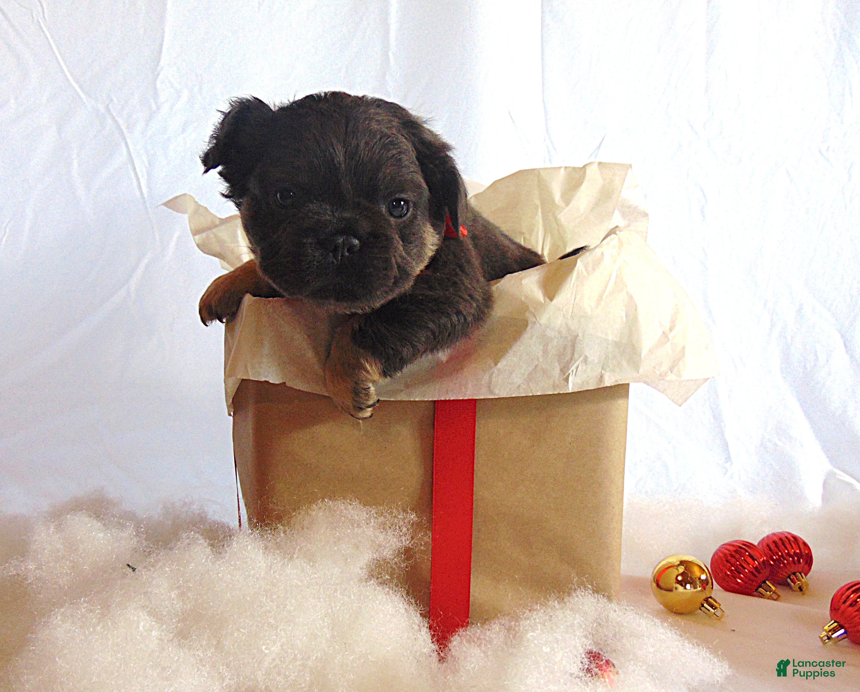 French Bulldog dogs Thor - Ad 33