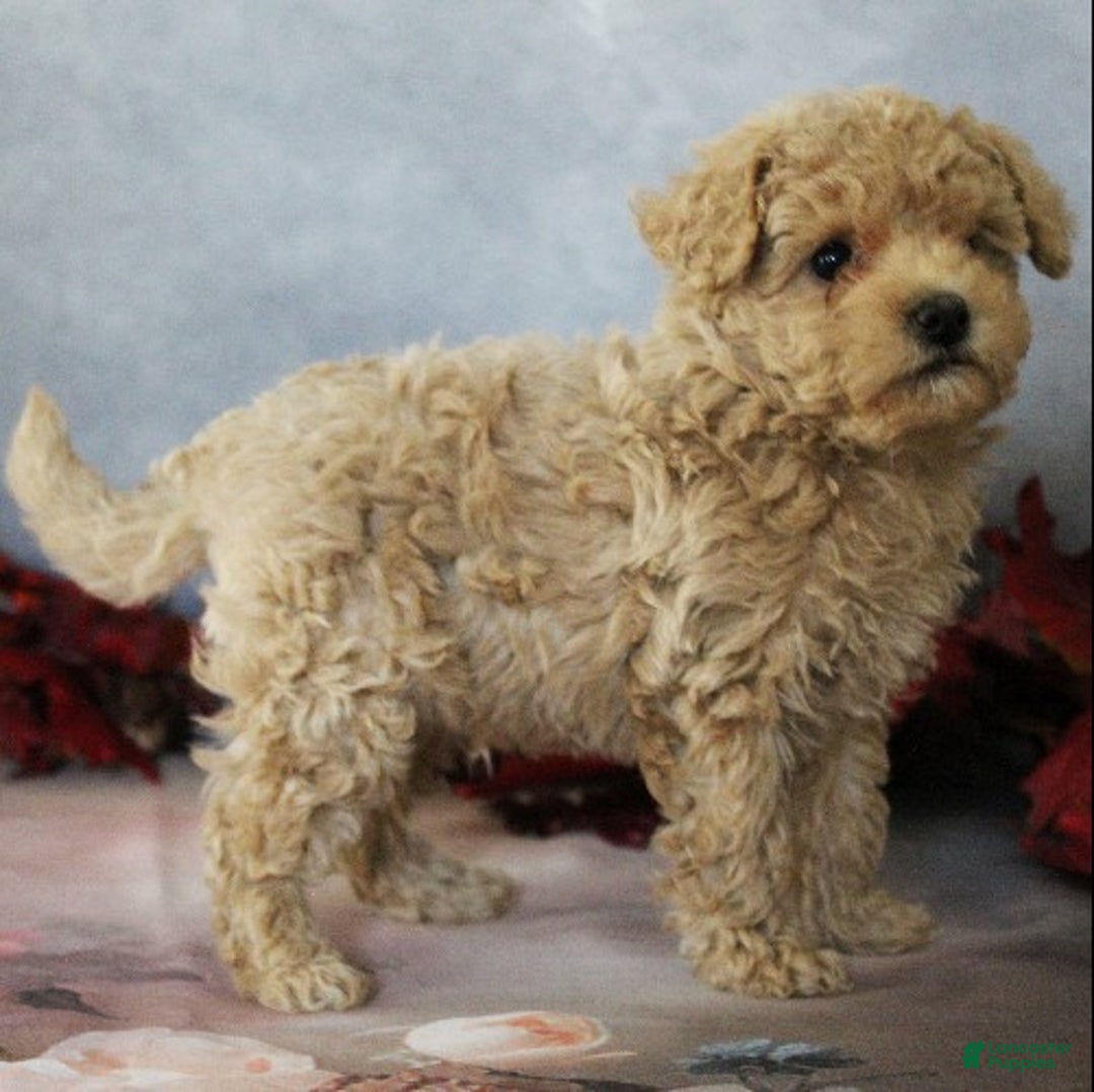 Toy Poodle dogs for sale: Travis - Ad 7