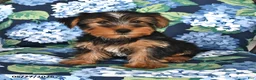 Yorkshire Terrier dogs for sale: Tommy - Ad 3