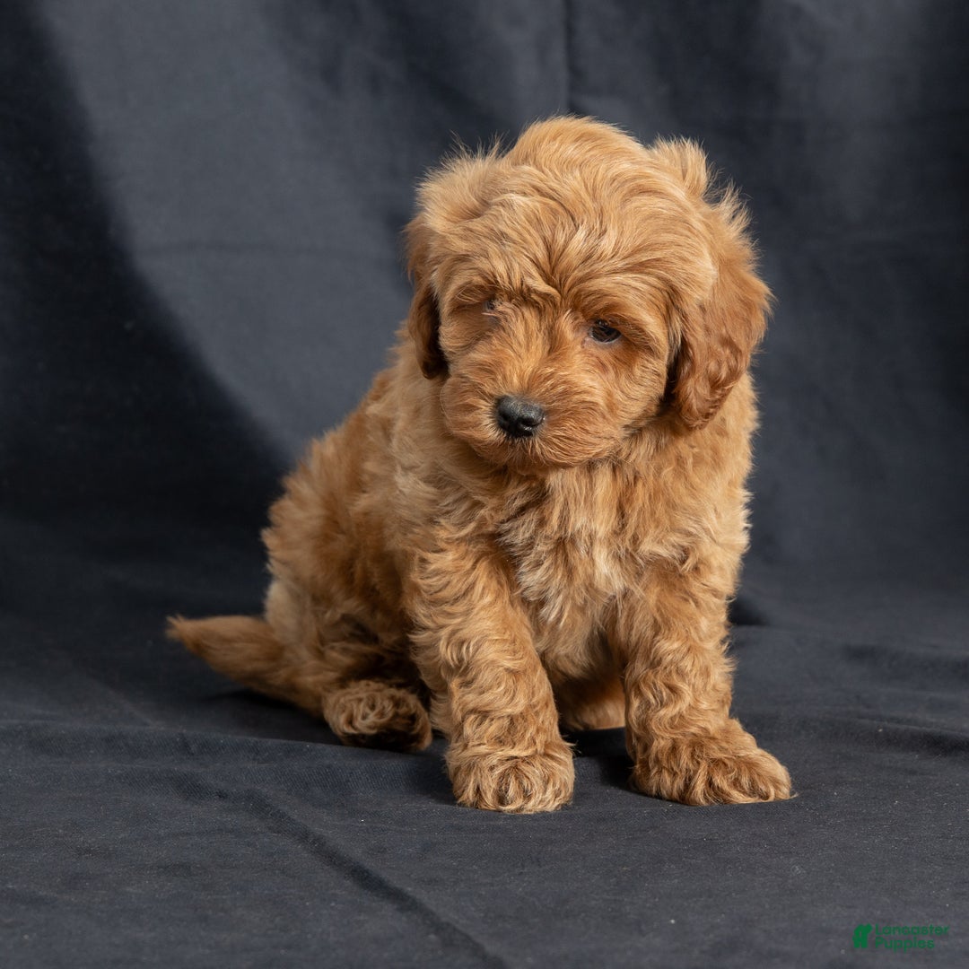 Mini Goldendoodle dogs for sale: Nevin - Ad 4