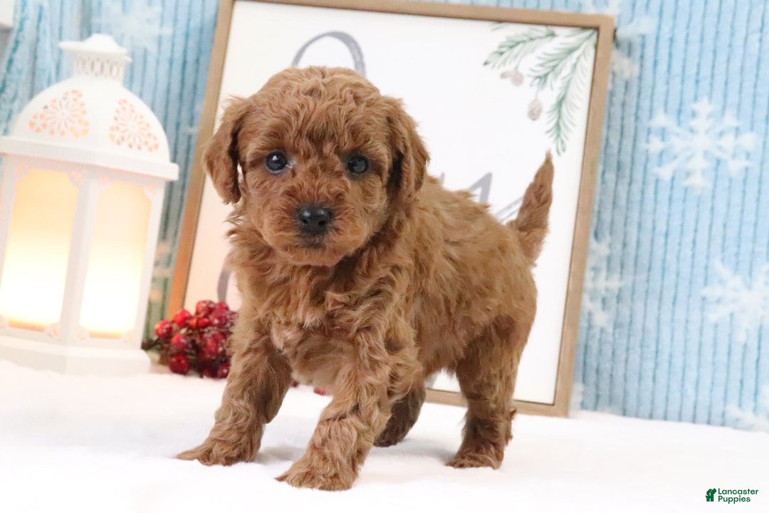 Miniature Poodle dogs for sale: Bronson - Ad 4