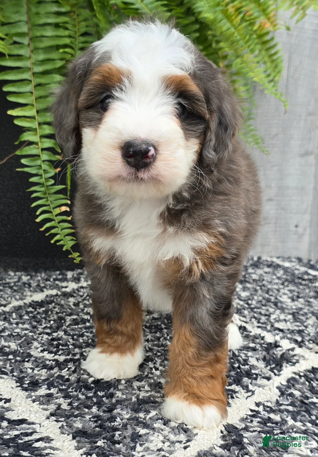Mini Bernedoodle dogs for sale: Mini Remi - Ad 1