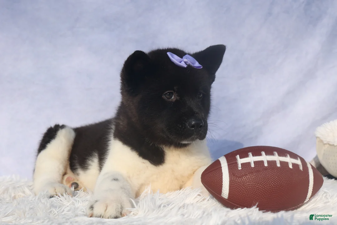 Akita dogs for sale: Oakley - Ad 5