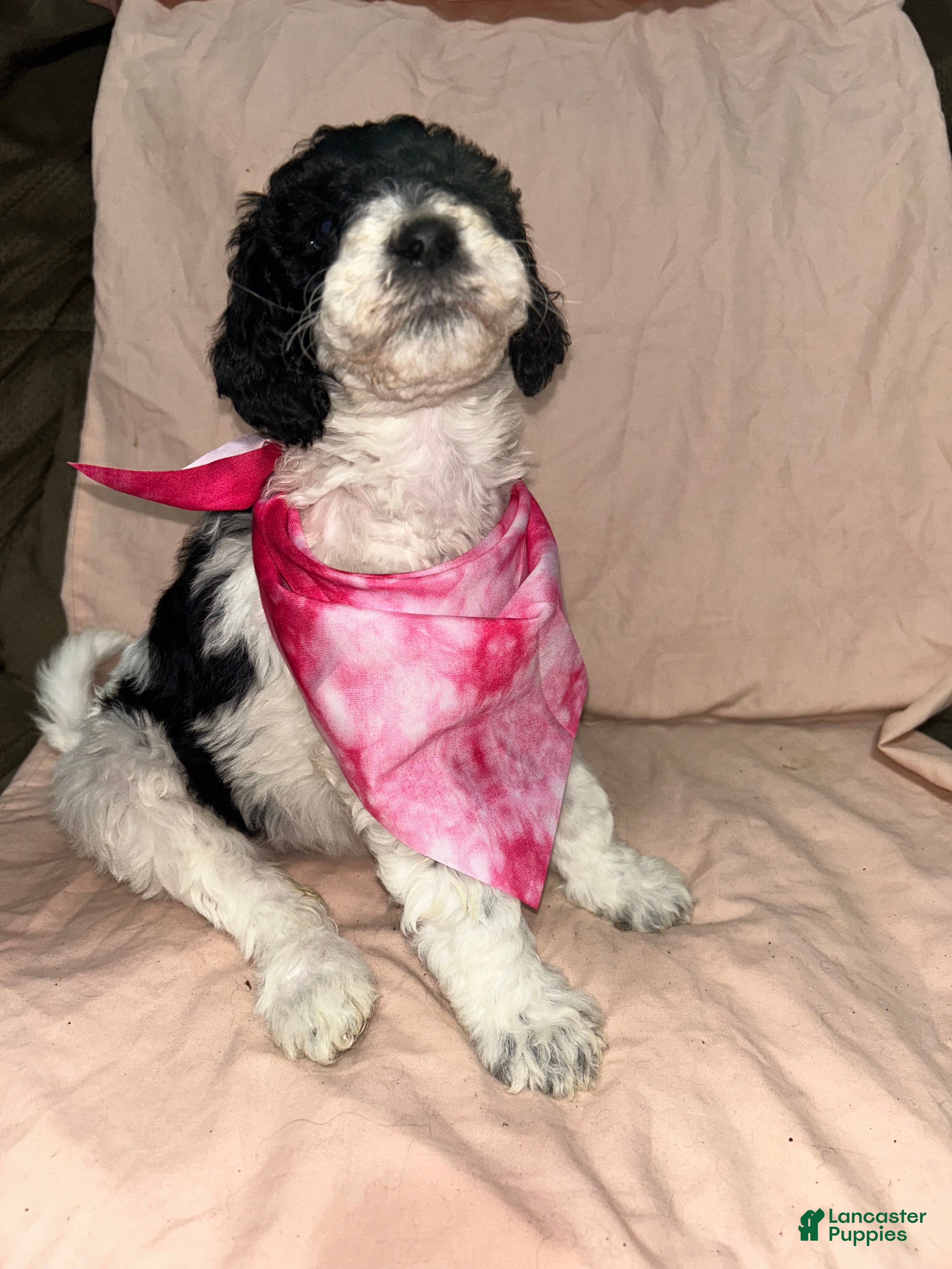 Standard Poodle dogs Standard Poodle  - Ad 41