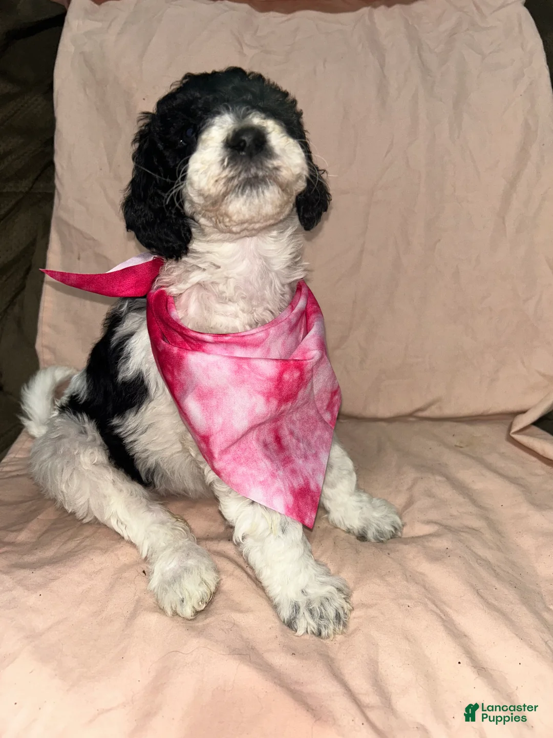 Standard Poodle dogs for sale: Standard Poodle  - Ad 1