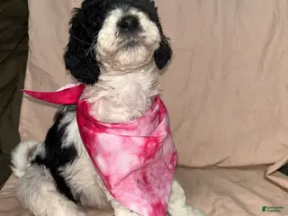 Standard Poodle dogs Standard Poodle - Ad 41