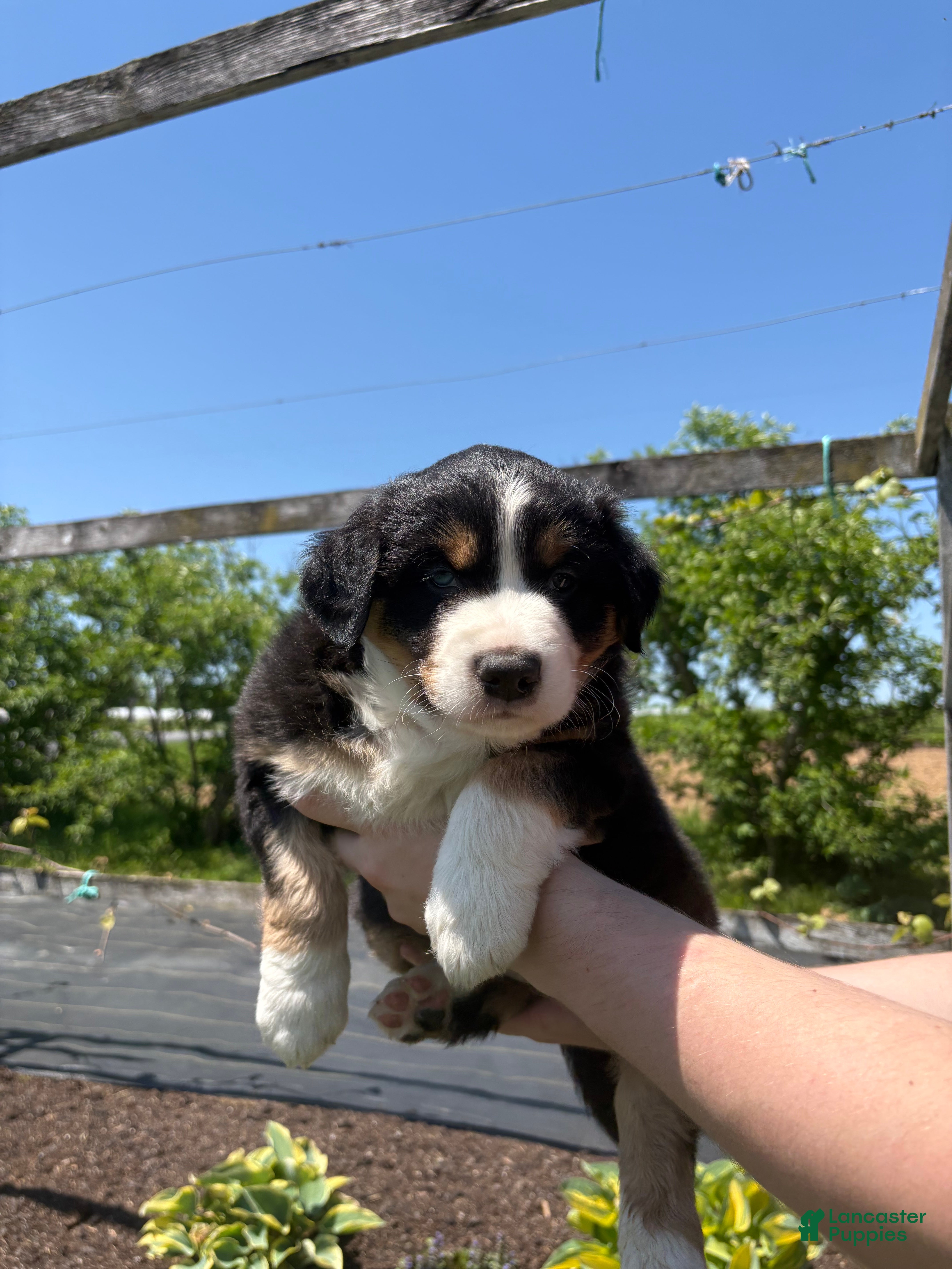 Australian Shepherd dogs Scout - Ad 36