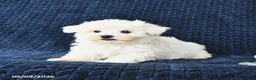Maltese dogs for sale: Tyler - Ad 4