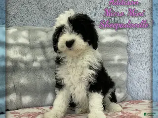 Mixed Breed dogs for sale: Addison - Ad 3