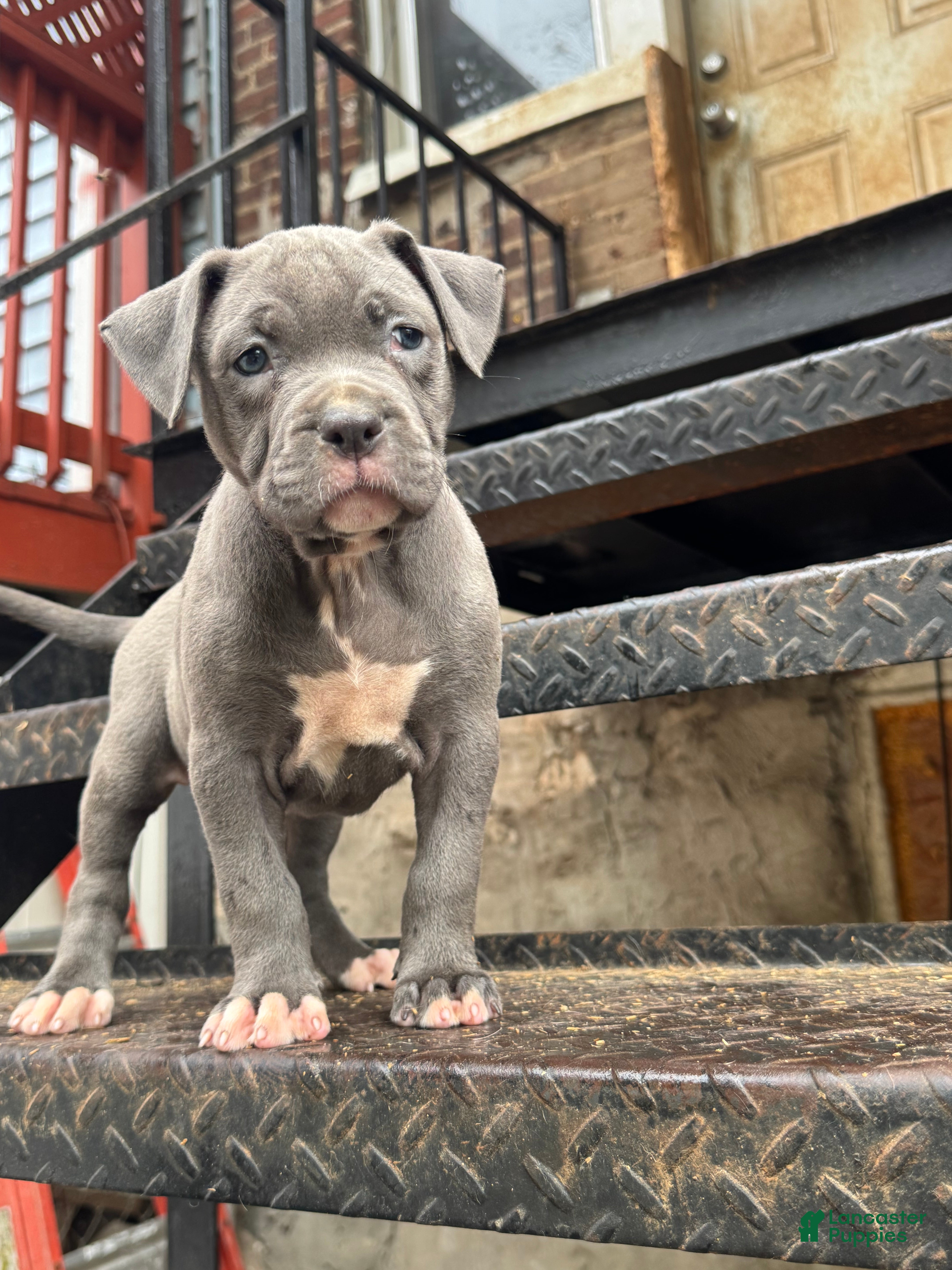 American Bully dogs Venus - Ad 1