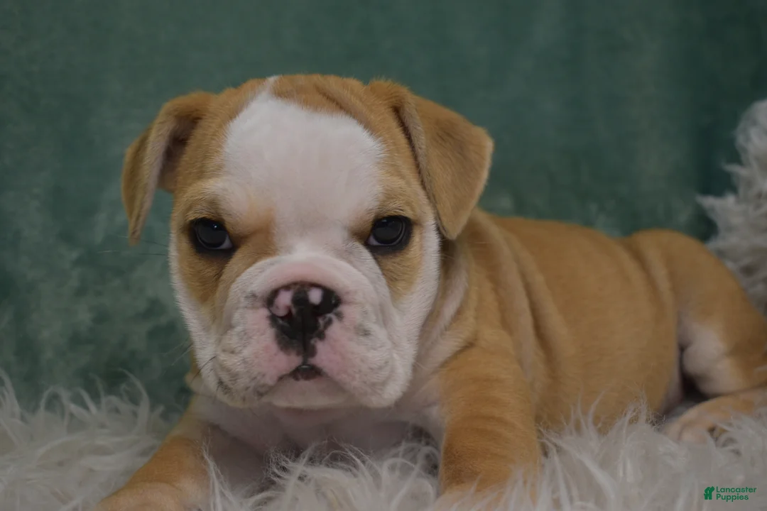 English Bulldog dogs for sale: Otis  - Ad 1