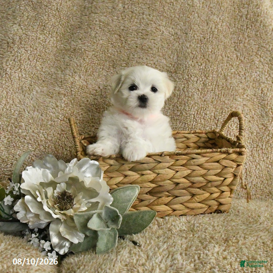 Maltese dogs Rascal - Ad 1
