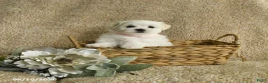 Rascal