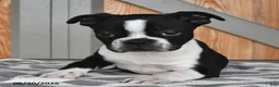 Boston Terrier dogs for sale: Tammy - Ad 4