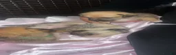 Mixed Breed dogs for sale: Green - Ad 2
