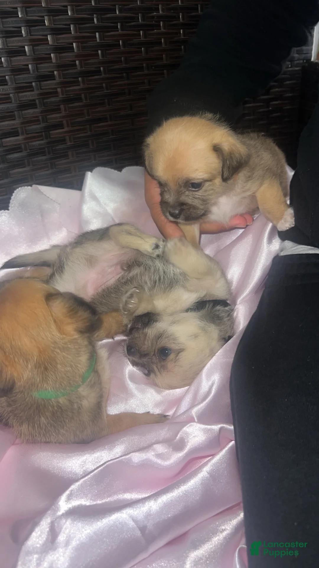 Mixed Breed dogs for sale: Green - Ad 2