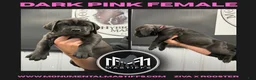 Mixed Breed dogs for sale: Dark Pink Collar Female - Ad 2