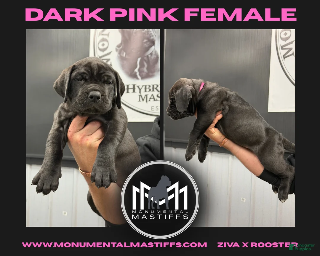 Mixed Breed dogs for sale: Dark Pink Collar Female - Ad 2