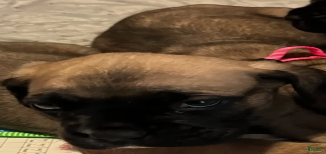 Gallery Image {{count}}