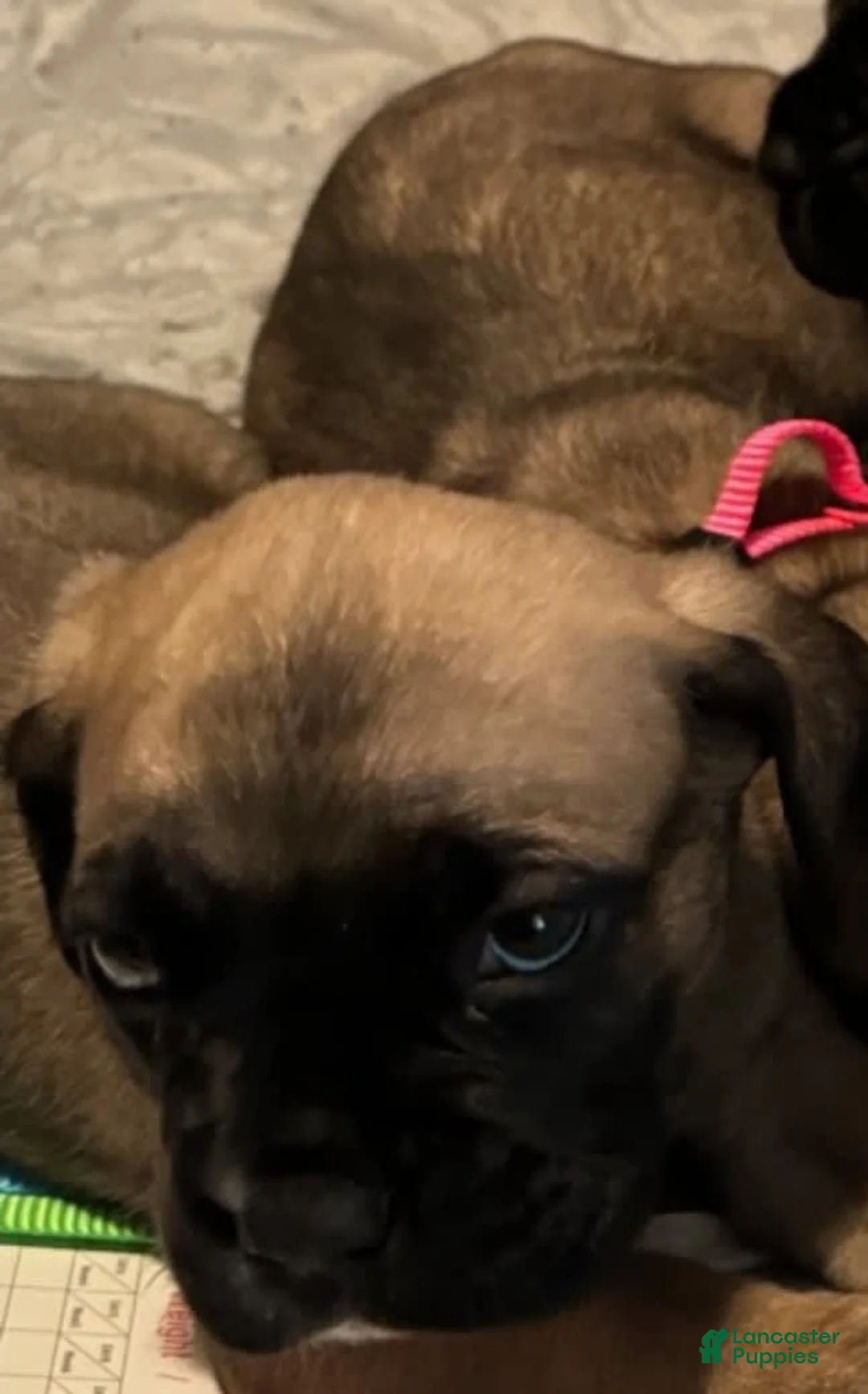 Gallery Image {{count}}