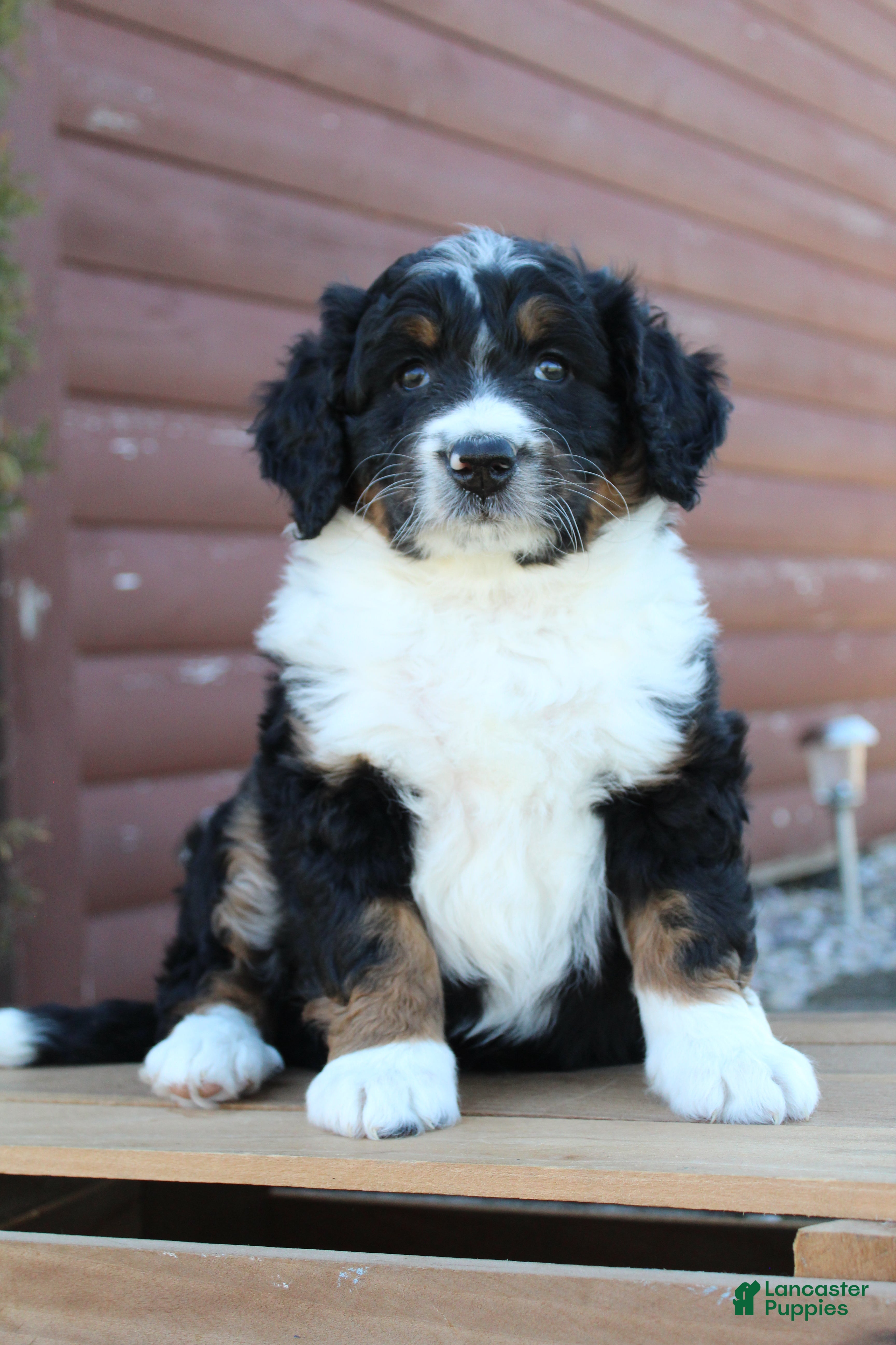 Bernedoodle dogs Lily - Ad 2