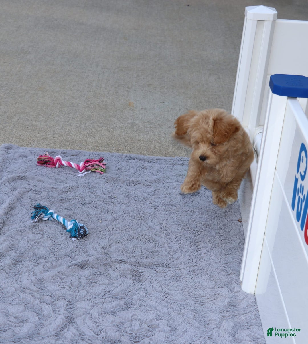 Havapoo dogs for sale: Chase 👨‍👨‍👦‍👦💞🐕 - Ad 19