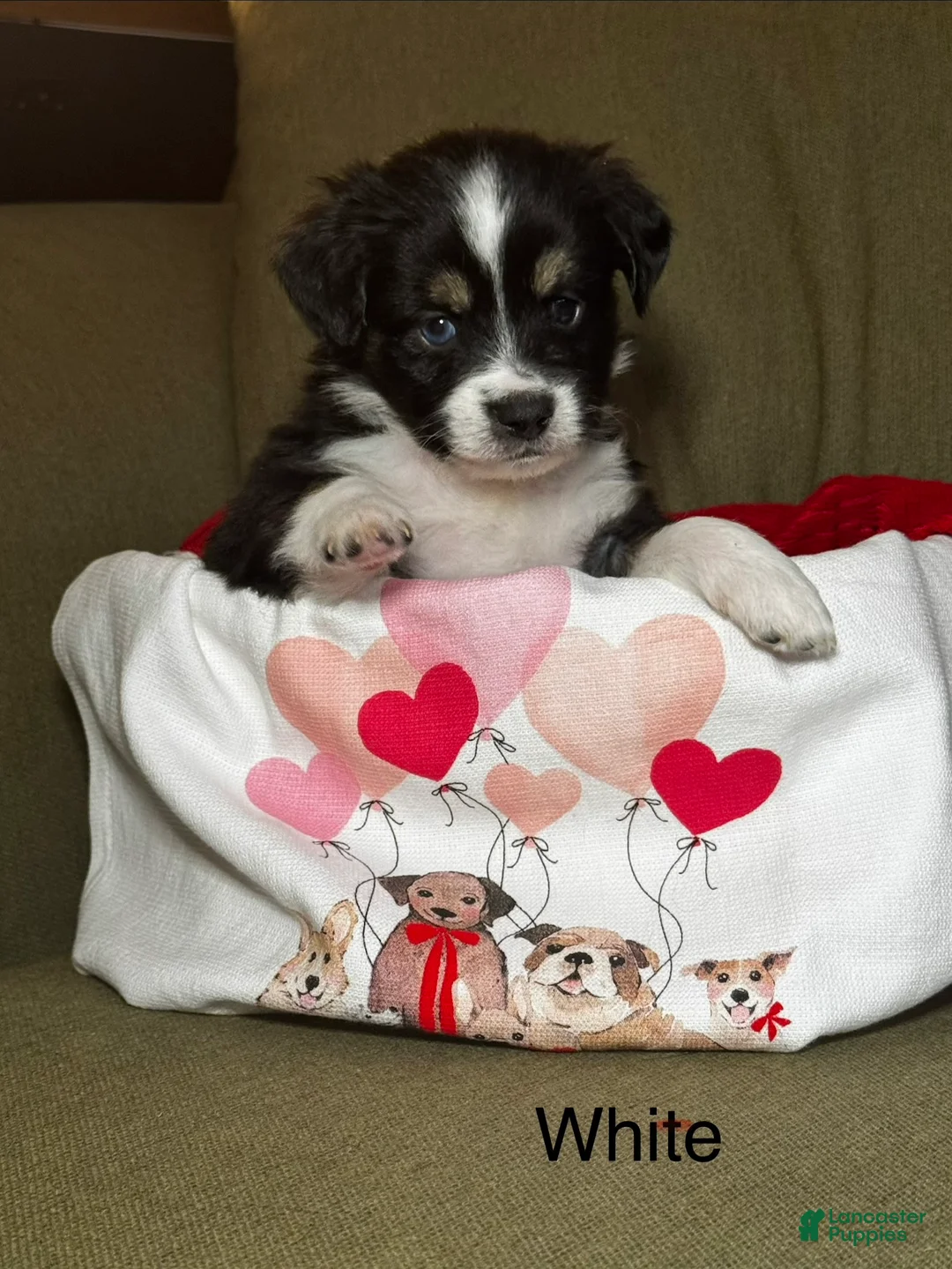 Miniature Australian Shepherd dogs for sale: Miniature Australian Shepherd White - Puppy 1  - Ad 1
