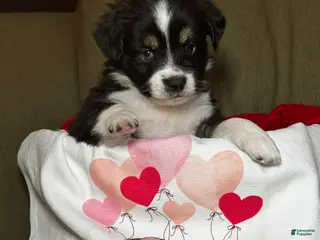 Miniature Australian Shepherd dogs Miniature Australian Shepherd Puppy 1 - Ad 30