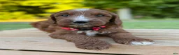 Irish Doodle dogs for sale: Juniper - Ad 33