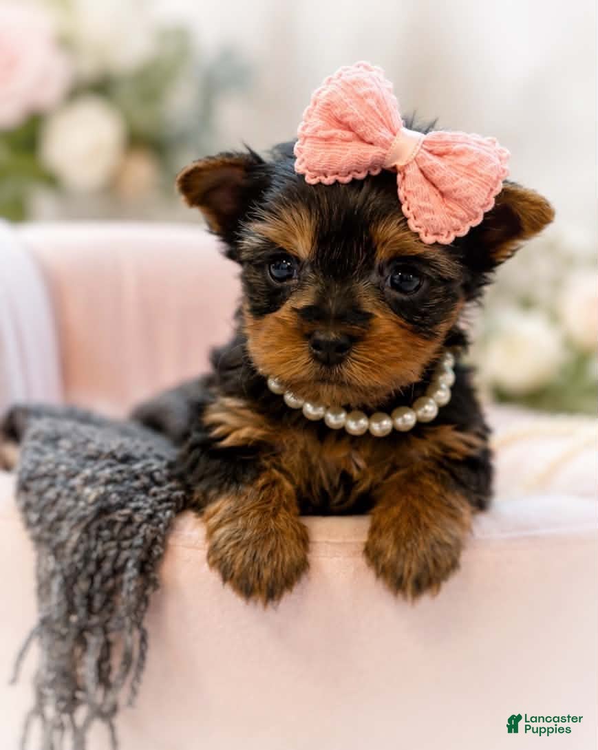 Yorkshire Terrier dogs Minnie 1.2lbs on 8/28 - Ad 25