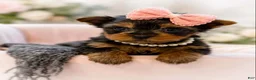 Yorkshire Terrier dogs for sale: Minnie 1.2lbs on 8/28 - Ad 1