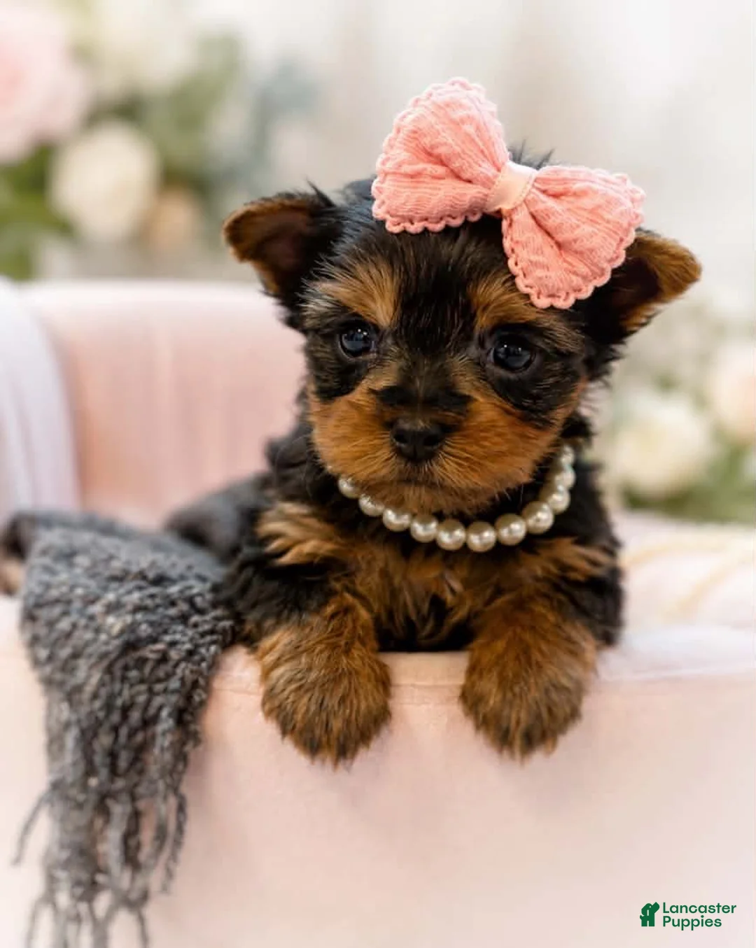 Yorkshire Terrier dogs for sale: Minnie 1.2lbs on 8/28 - Ad 1