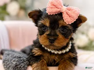 Yorkshire Terrier dogs Minnie 1.2lbs on 8/28 - Ad 16