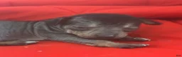 Chinese Crested dogs for sale: Biggs - Ad 12