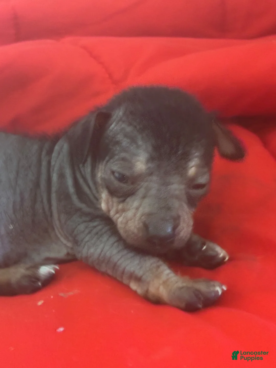 Chinese Crested dogs for sale: Biggs - Ad 12