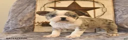 Boston Terrier dogs for sale: Diego  - Ad 2