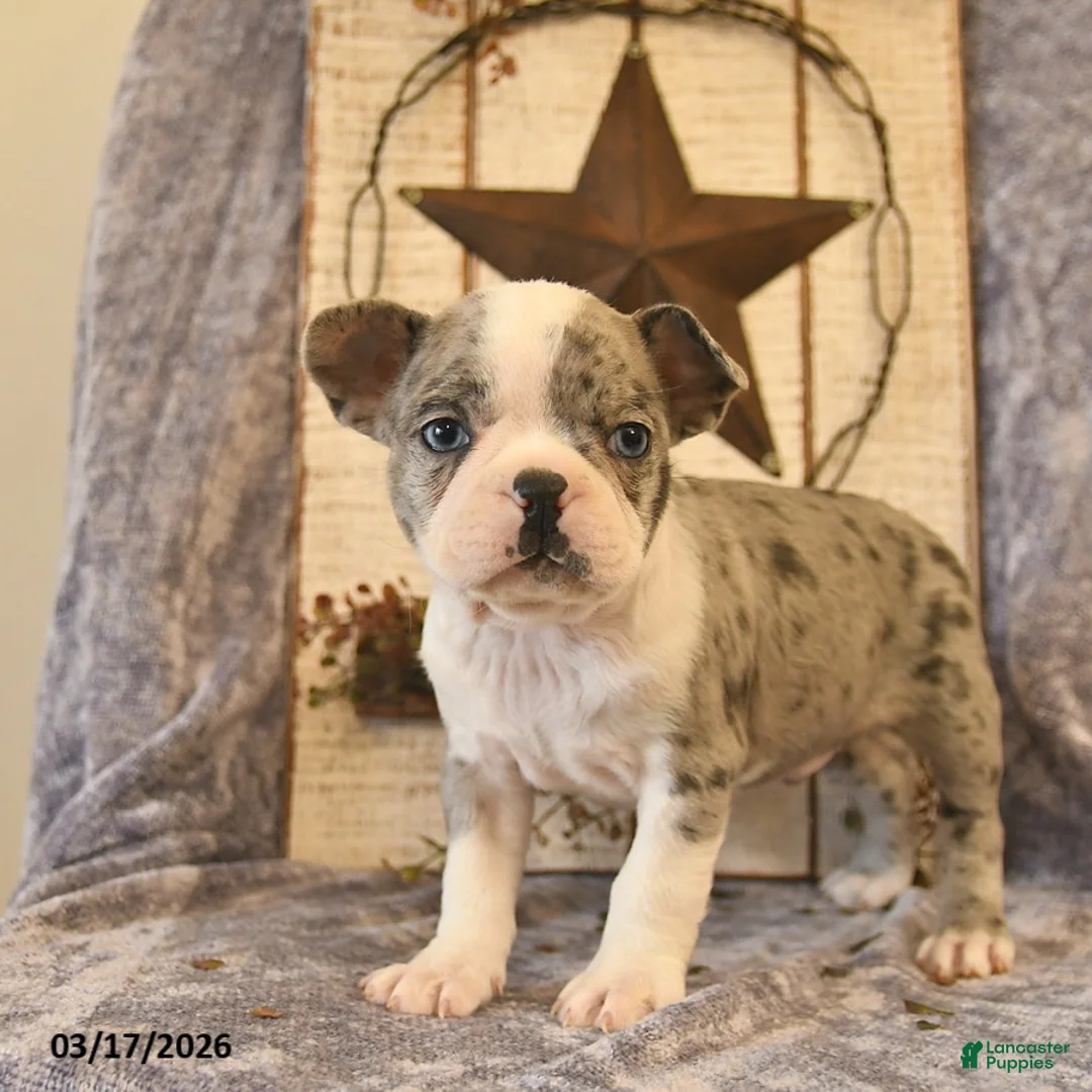 Boston Terrier dogs for sale: Diego  - Ad 2