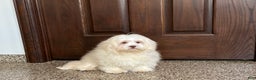 Lhasa Apso dogs for sale: Alice - Ad 4