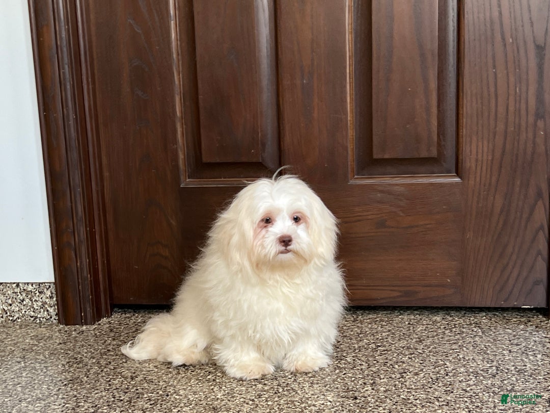 Lhasa Apso dogs for sale: Alice - Ad 4