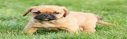 Puggle dogs for sale: Stu - Ad 7