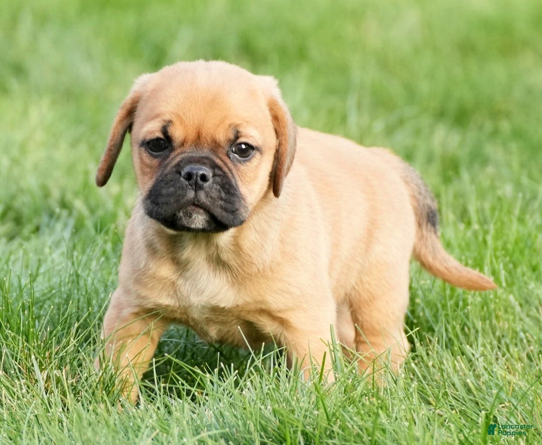 Puggle dogs for sale: Stu - Ad 7