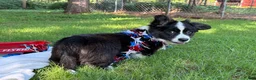 Welsh Corgi Cardigan dogs for sale: Ace FLUFFY - Ad 8
