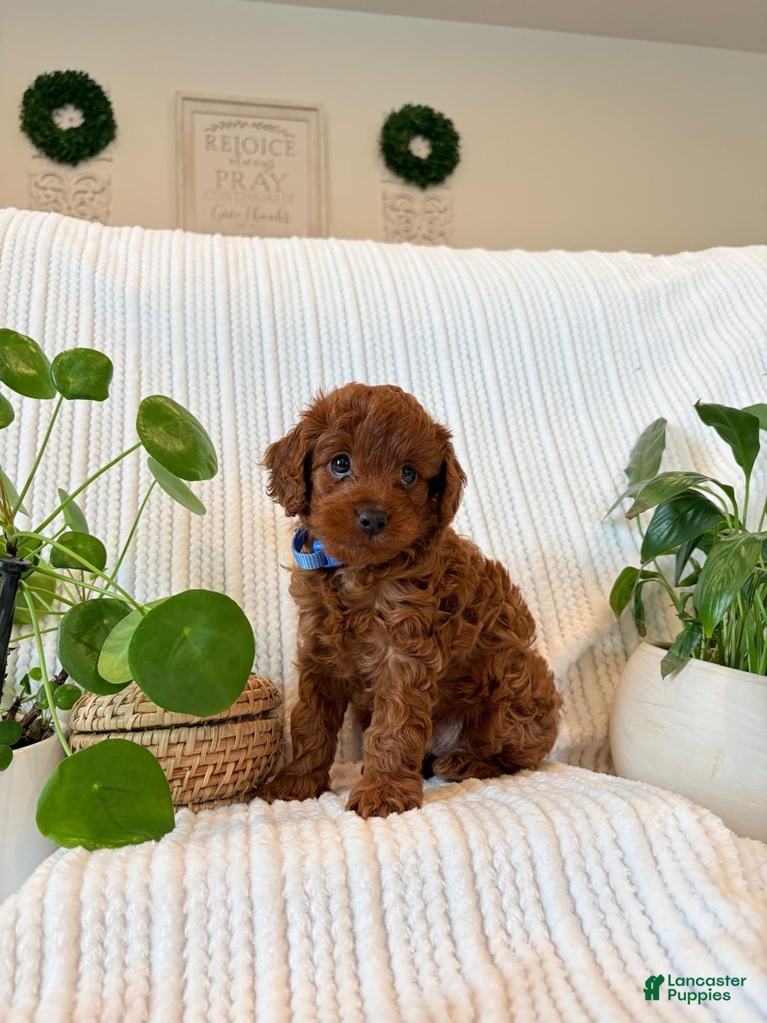 Cavapoo dogs for sale: Cavapoo Puppy 1 (Forest) - Ad 2