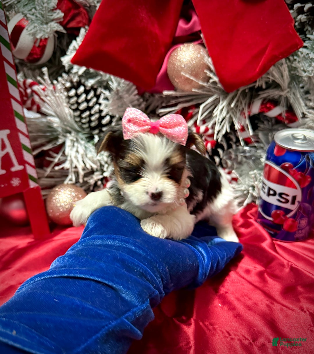 Yorkshire Terrier dogs for sale: Dot - Ad 2