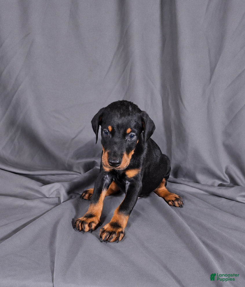 Doberman Pinscher dogs for sale: Baron "The Boss" - Ad 4
