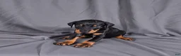 Doberman Pinscher dogs for sale: Baron "The Boss" - Ad 1