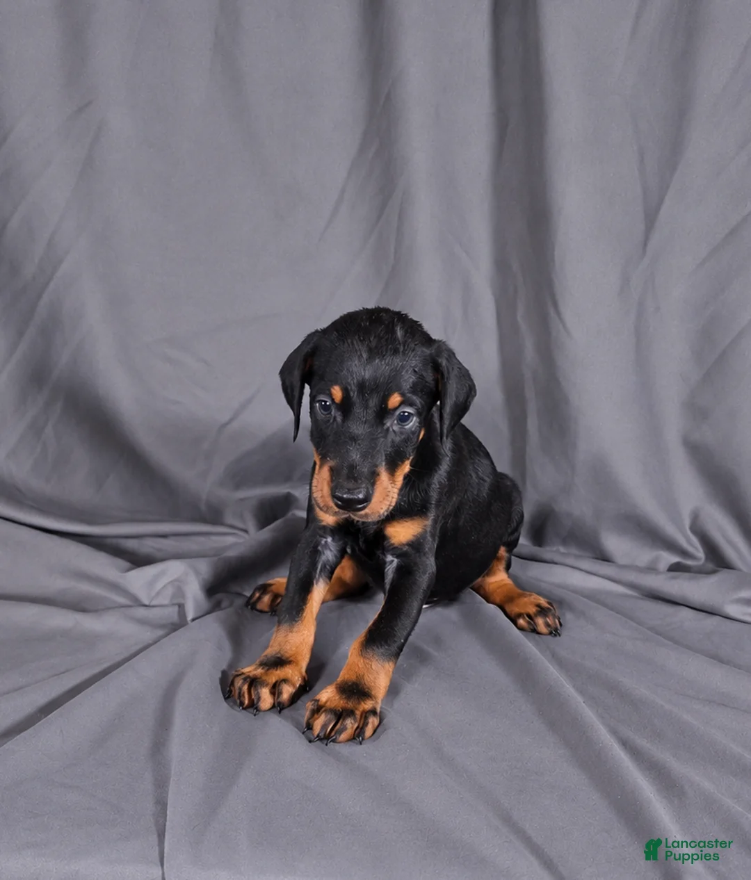 Doberman Pinscher dogs for sale: Baron "The Boss" - Ad 1