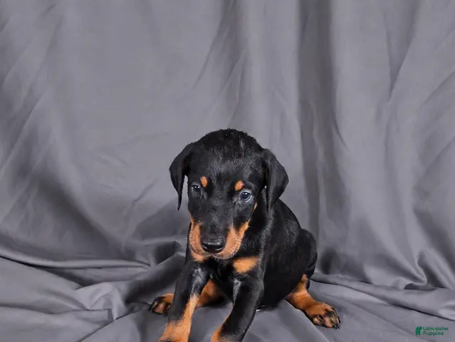 Doberman Pinscher dogs for sale: Baron "The Boss" - Ad 4